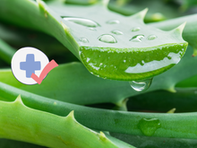 Acelera a cicatrização e melhora a digestão: os benefícios incríveis da aloe vera para a saúde