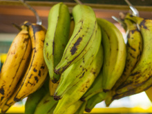 Banana verde, amarela ou com manchas marrons: qual estágio é mais saudável para o seu intestino e para a glicemia?