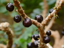Perfeita para varandas e quintais pequenos: como cultivar jabuticaba em vasos