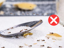 Adeus formigas: o truque simples da vovó que dá certo, é só colocar na cozinha