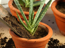 Como plantar babosa em vaso de um jeito muito simples: você precisa desses 3 ingredientes para fazer o substrato perfeito