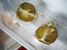 Poucos sabem o jeito certo de guardar a metade do limão na geladeira: faça assim e deixe a fruta suculenta