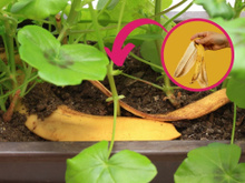 A casca de banana é uma fonte infinita de benefícios para a sua horta caseira!