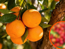 Nem só de laranja vive a vitamina C: conheça a fruta que tem até 100 vezes mais do nutriente e é fácil de encontrar