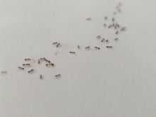 Chega de formigas na varanda e dentro de casa: 4 dicas caseiras para resolver o problema rapidinho