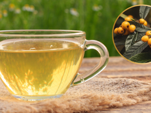 Quais são os benefícios do chá de folhas de nespereira? Saiba como preparar a infusão e adicione ao seu dia a dia