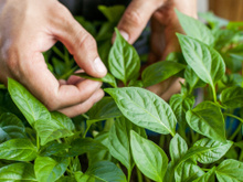 Esses são os 3 maiores erros ao plantar manjericão: saiba como cultivar para que as folhas fiquem verdinhas, perfumadas e saborosas nas suas receitas
