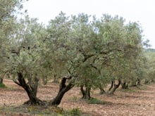 Os azeites de oliva extra virgem mais saudáveis do mundo são italianos, mas o melhor e mais saudável é o…