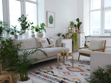 Planta é felicidade e purifica o ambiente, certo? Só se não forem essas daqui que sugam energia e podem até te deixar triste ou melancólico