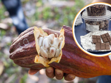 Turismo do chocolate: onde visitar fábricas artesanais no sul da Bahia