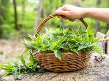 Urtiga é nutritiva: descubra benefícios da planta, como consumir e passe longe da urticária!