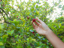 Ideal para casas pequenas: a árvore produz frutos no verão, não cria raízes profundas e requer pouca manutenção