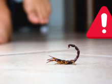 Infestação de escorpiões assustam moradores de São Paulo: aprenda como evitar que a praga entre na sua casa e o que fazer se for picado