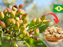 Por que o Ceará é o primeiro produtor de pistache do Brasil?