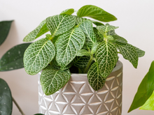 Transforme a sua casa com a planta-sorriso: renova a energia, traz frescor e harmonia para o dia a dia