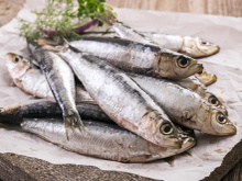 Benefícios da anchova para a saúde: confira