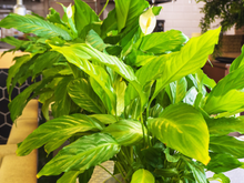 Pouca gente sabe, mas essa planta ajuda a “absorver" parte do som no ambiente