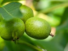 Fruta do Nordeste chama a atenção por misturar sabor doce e azedo em apenas uma mordida