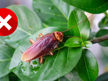 Essa planta vai ser a responsável por manter a sua casa livre de baratas, formigas e outras pragas