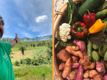 Fazenda de Marcos Palmeira em Teresópolis transforma antiga pastagem em modelo de agrofloresta e aposta na produção sustentável sem agrotóxicos, com queijos, laticínios e cafés orgânicos comercializados no Rio de Janeiro