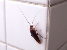 As baratas realmente voam em direção às pessoas? Por que às vezes parece que elas estão vindo em nossa direção mesmo sem termos feito nada?
