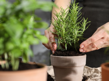 Nunca mais compre alecrim: o segredo para cultivar em casa e ter o tempero fresco sempre à mão