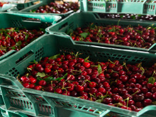 Praga quarentenária é responsável pela destruição de mais de tonelada de cerejas pelas autoridades