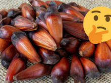 Cozinhou muito pinhão? Aprenda como guardá-lo do jeito certo para não precisar jogar fora!