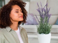 Desde que aprendi a plantar lavanda em vaso, meus vizinhos sempre me perguntam qual o segredo da minha casa perfumada