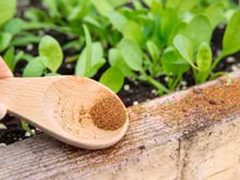 Diga adeus às formigas, pegue esse produto no armário e borrife-o no jardim