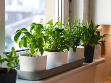 Com este método simples, você pode colher manjericão o ano todo: se você já tem horta em casa, sua produção vai aumentar muito