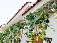 5 trepadeiras que crescem muito rápido e transformam qualquer muro ou jardim