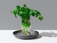 Como conservar o coentro por até 2 semanas: o truque do pote de vidro que mantém o frescor por dias