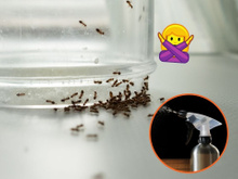 Adeus formigas: aprenda o truque com ingredientes simples para espantar esses insetos insistentes
