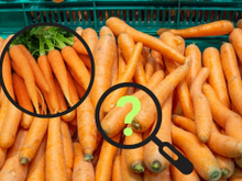 A área verde no topo da cenoura é tóxica? Descubra o que acontece se você comer