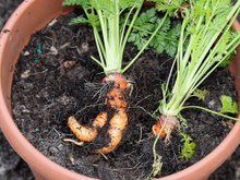 Agora eu sempre faço bolo de cenoura com o ingrediente fresquinho depois que aprendi a plantar cenoura em vasos!