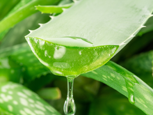 O que acontece com o corpo se ingerir gel de babosa (aloe vera) todos os dias?