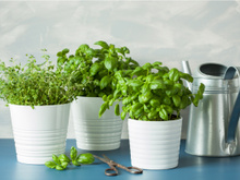 As plantas mais fáceis de cultivar em uma horta caseira