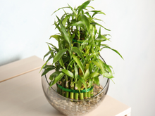 O segredo para manter seu bambu da sorte sempre verde, atraindo boas energias para a sua casa