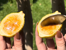 Mousse de limão-siciliano na casca: o jeito mais charmoso e fácil de preparar a sobremesa