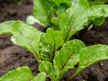 Vegetal barato e sem carboidrato tem 3 vezes mais potássio que a banana: alimento ainda desincha, entre outros benefícios!