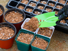 Adubo caseiro que funciona em qualquer planta e flor, deixando o seu jardim muito mais bonito