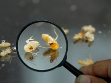 Com quantos anos você descobriu que é por isso que dá cupim na sua casa?