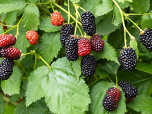 Guia completo para você plantar amora em casa e aproveitar os benefícios dessa fruta vermelha!