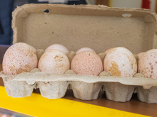 Afinal, por que é que não comemos ovos de peru? Não tem relação com sabor ou nutrição...