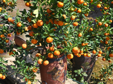 Dê mais cor para o seu jardim com essas 5 árvores frutíferas que podem ser cultivadas em vasos