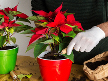 A flor "fofoqueira": ela avisa na hora se o clima da sua casa está ruim, veja como entender os sinais dela