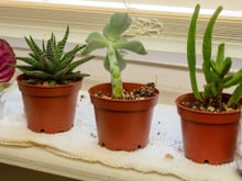 Não conseguia cultivar suculentas em casa, mas com essas dicas elas ficaram lindas