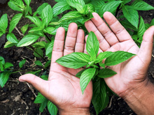 Benefícios do manjericão: erva acaba com aftas, controla a glicose, ajuda na saúde do coração e muito mais! Descubra o poder dessa plantinha!