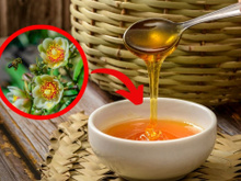 Mel de ora-pro-nóbis é opção menos doce ao paladar que está revolucionando a apicultura; entenda o que é e benefícios